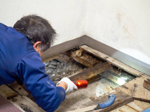 Best DIY Mold Remediation Support Services in Fort Lee, VA