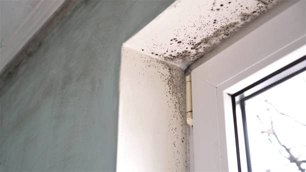 Best Bathroom Mold Remediation in Fort Lee, VA