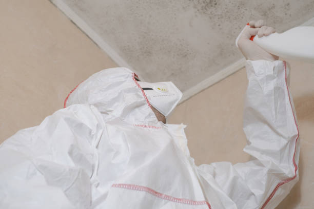 Best Attic Mold Remediation in Fort Lee, VA