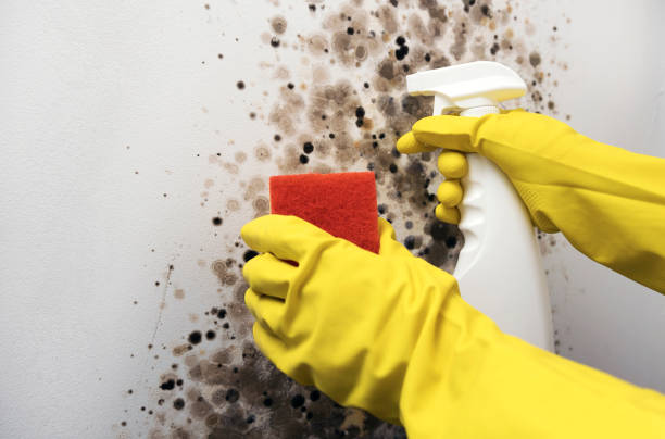 Best Industrial Mold Remediation in Fort Lee, VA