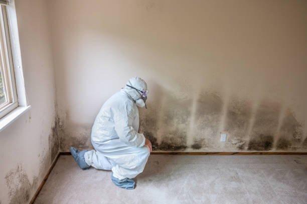 Best DIY Mold Remediation Support Services in Fort Lee, VA