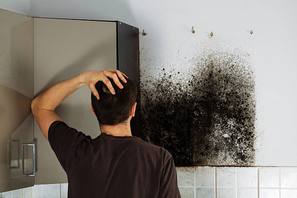 Best Emergency Mold Remediation in Fort Lee, VA