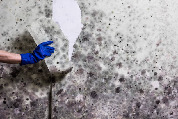 Best Emergency Mold Remediation in Fort Lee, VA
