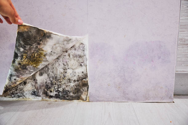 Best Residential Mold Remediation in Fort Lee, VA